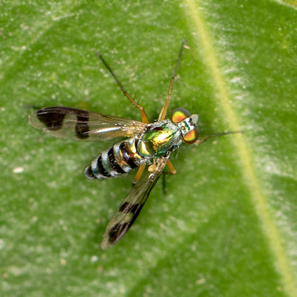 Long-legged Fly (Austrosciapus connexus) (Austrosciapus connexus)